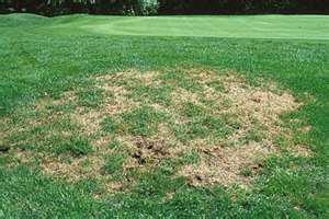 Lawn with Grub damage