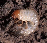 Grub